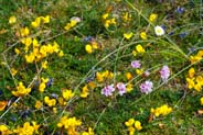 Machair at Bosta -  Hebridean Wildflowers - Western Isles Flora