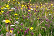 Machair - Western Isles Carpet of Wildflowers -   Hebrides Flowers
