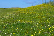 Machair -  Hebrides Wildflowers