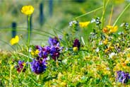 Wildflowers - Western Isles