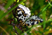 Magpie Moth - Hebrides - Isle of Lewis