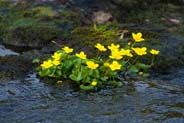 Marsh Marigolds - Western Isles Flora
