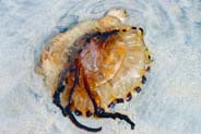 Jellyfish  - Western Isles