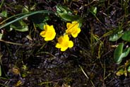 Yellow Hebrides Flowers - Marigolds
