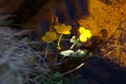 Marsh Marigolds -  Yellow Hebridean Wildflowers - Western Isles Flora
