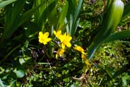 Marsh Marigolds - Yellow Hebridean Flowers
