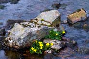 Marigolds - Yellow Hebrides Flowers