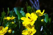 Marsh Marigolds - Yellow Hebrides Flowers
