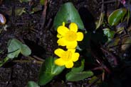 Marsh Marigolds - Yellow Hebrides Flowers