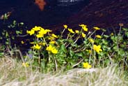 Marsh Marigolds - Yellow Hebrides Flora