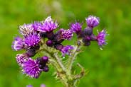 Marsh Thistles -  Hebridean Wildflowers - Western Isles Flora