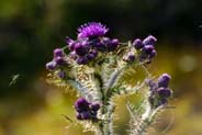 Purple Marsh Thistle - Western Isles Flora