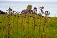 Marsh Thistles - Purple Hebrides Flowers