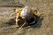 Masked Crab - Hebrides - Isle of Lewis