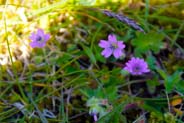 Doves Foot Geranium - Hebrides