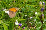 Meadow Brown Butterfly - Hebrides - Isle of Harris