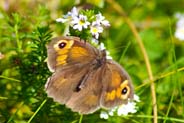 Meadow Brown Butterfly at Tolsta - Western Isles