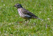 Meadow Pipit - Isle of Lewis Bird Pictures