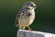 Meadow Pipit - Isle of Harris Birds Sightings - Western Isles