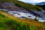 Montbretia - Western Isles Flora
