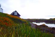 Montbretia -   Hebridean Wildflowers - Western Isles Flora