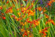 Montbretia - Western Isles Flora