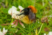 Moss Carder Bee - Isle of Lewis  - Western Isles