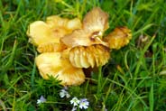  Isle of Lewis Funghi