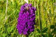 Northern Marsh Orchid - Western Isles Flora