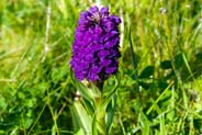 Northern Marsh Orchid -  Purple Hebridean Wildflowers - Western Isles Flora