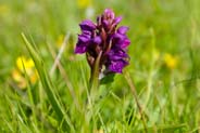 Northern Marsh Orchid  Orchid -  Hebrides Flowers