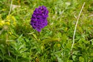 Northern Marsh Orchid -  Purple Hebridean Wildflowers - Western Isles Flora