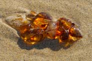 Photo of Jellyfish on Tolsta Beach Western Isles