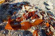 Orange Seaweed -  Hebrides Photographs
