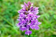 Wildflowers - Orchid at Luskentyre  - Western Isles 