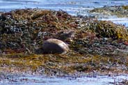 Otter -  Wildlife Sightings  - Western Isles