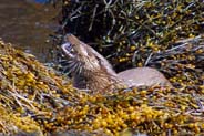 Otters- Western Isles  Wildlife Sightings