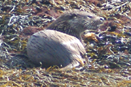 Otter  at Flodabay May 2010 - Isle of Harris 