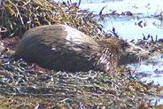Otter  at Flodabay May 2010 - Isle of Harris 