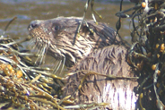 Otters  at Flodabay May 2010 - Isle of Harris 