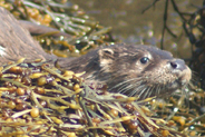 Otter  at Flodabay May 2010 - Isle of Harris 