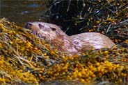 Otter - Isle of Harris - Western Isles 