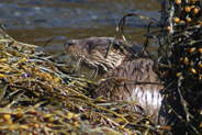 Otter at Flodabay May 2010 - Isle of Harris 