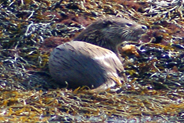 Otter  at Flodabay May 2010 - Isle of Harris 