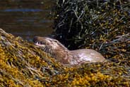 Otters - Hebrides Wildlife Photographs