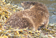 Otter  at Flodabay May 2010 - Isle of Harris 