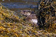 Otter -  Isle of Harris