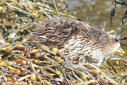 Otter  at Flodabay May 2010 - Isle of Harris 