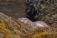 Otter -  Wildlife Sightings  - Western Isles