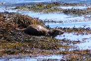 Otter  - Western Isles